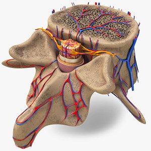 Spine 3d